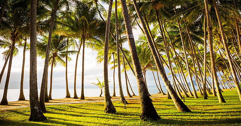 Palm Trees